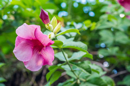 islamic flowers