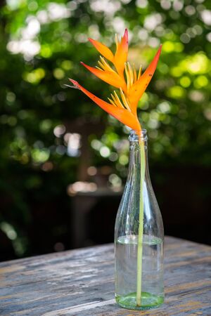 Bird of Paradiseの写真素材