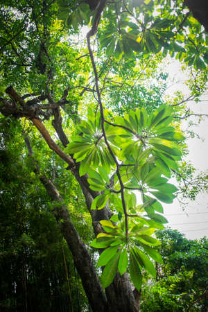 branch and leaves