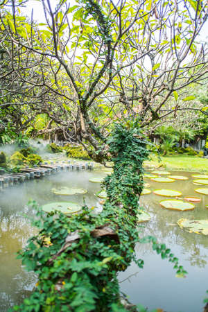 tree and swamp