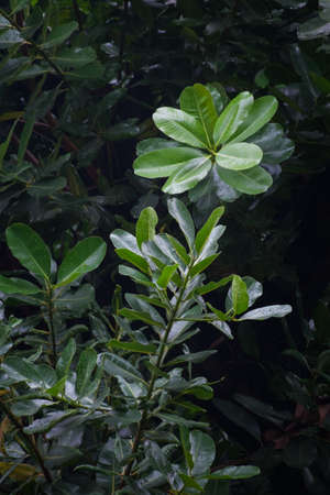 Leavesの写真素材