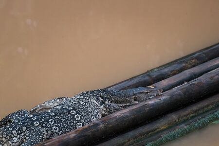 lizard