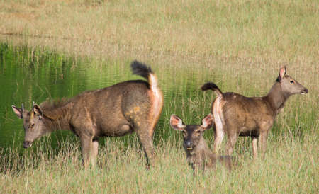 swamp deer