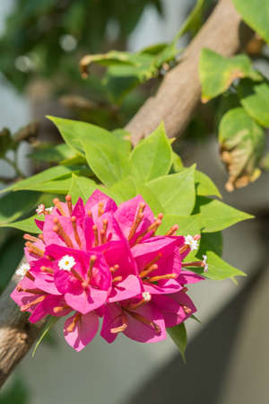 bougainvillea flower