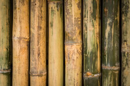 bambooの写真素材