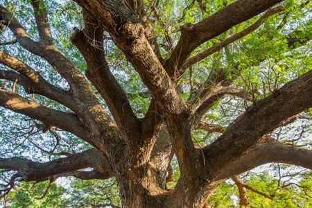 The giant mimosa tree