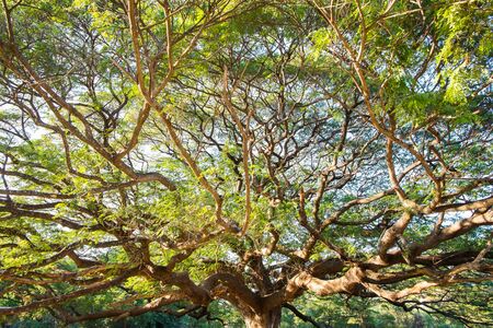 The giant mimosa tree