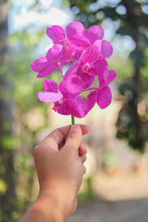 Orchid in handの写真素材