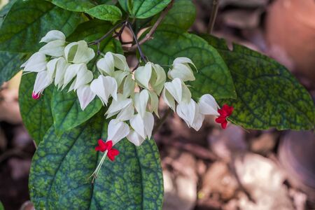Beautiful flower in the  gardenの写真素材