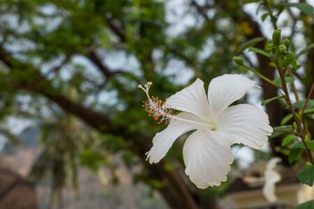 white hibiscusの写真素材