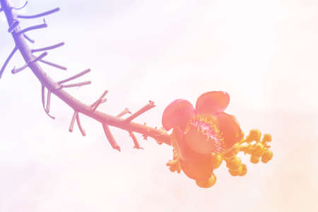 Flower  with a pastel colored