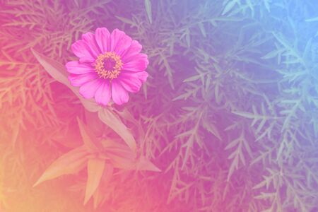 Flower background with a pastel colored for graphic designの写真素材