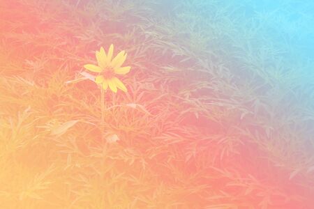 Flower background with a pastel colored for graphic designの写真素材