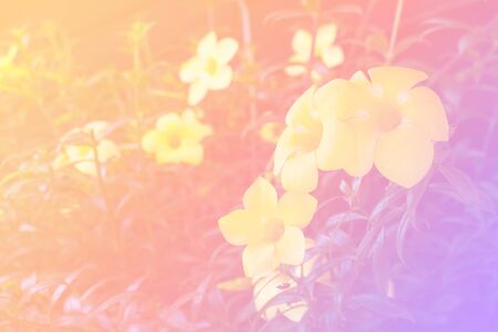 Flower background with a pastel colored for graphic designの写真素材