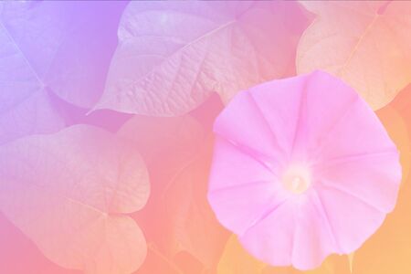 Flower background with a pastel colored for graphic designの写真素材