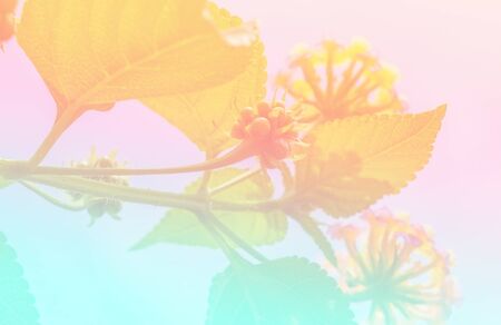 Flower background with a pastel colored for graphic designの写真素材