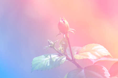 Flower  with a pastel colored