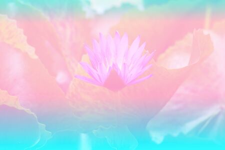 Flower background with a pastel colored for graphic designの写真素材
