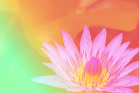 Flower background with a pastel colored for graphic designの写真素材