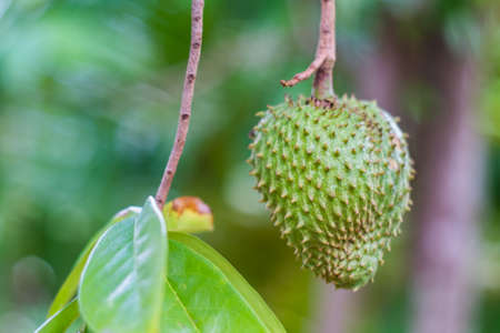 Soursop fruit has a greenish-green color in the orchard.の写真素材