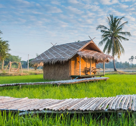 The rural atmosphere in Thailand, the rice fields in the morning with the sunrise and the beautiful sky, suitable for use in various media advertising in Thailand tourismの写真素材