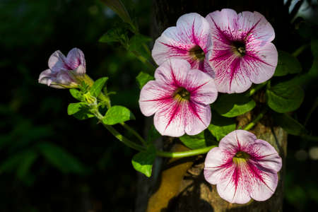 Pink petunia, light in the dark, has space to put letters, suitable for making love graphics or quotes.の写真素材