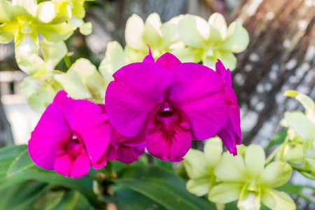Beautifully blooming orchids come in a variety of colors, perfect for gardening or decorating, refreshing your home.の写真素材