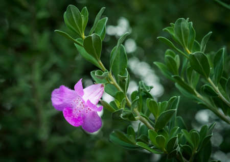Purple Eremophila blossoms beautifully in the fresh atmosphere of the green forest.の写真素材