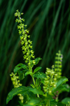 The flower of the holy basil tree which is a famous culinary ingredient is Pad Gapao, which is a food that Thai people love to eat.の写真素材