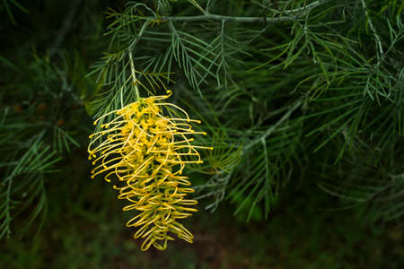 Yellow Grevillea flowers are blooming, beautiful and outstanding in nature.の写真素材