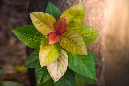 The leaves are green, yellow, red in the same bouquet, naturally beautiful in the morning.の写真素材