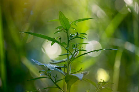 Beautiful nature in green color  
background suitable for graphic use about conservation of the world or nature.の写真素材