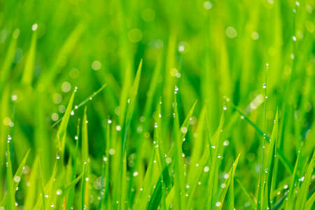 Beautiful nature in green color  
background suitable for graphic use about conservation of the world or nature.の写真素材