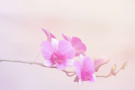 beautiful pastel flowers background suitable for use in graphics about love, marriage, and Valentine's Day.の写真素材