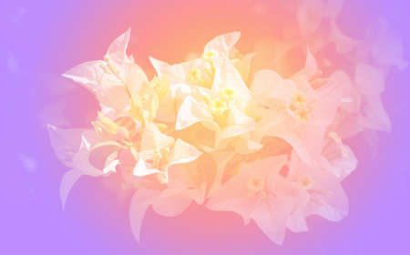 beautiful pastel flowers background suitable for use in graphics about love, marriage, and Valentine's Day.の写真素材