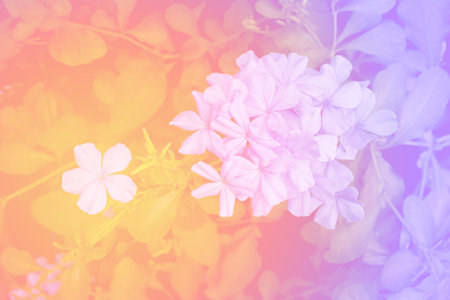 beautiful pastel flowers background suitable for use in graphics about love, marriage, and Valentine's Day.の写真素材