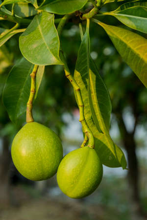 Fruit of Cerbera odollam or Suicide tree or Pong-pong or Othalanga Photographed in Thailandの写真素材