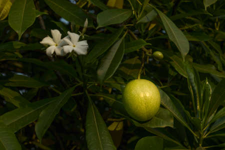Flower and fruit of Cerbera odollam or Suicide tree or Pong-pong or Othalangaの写真素材