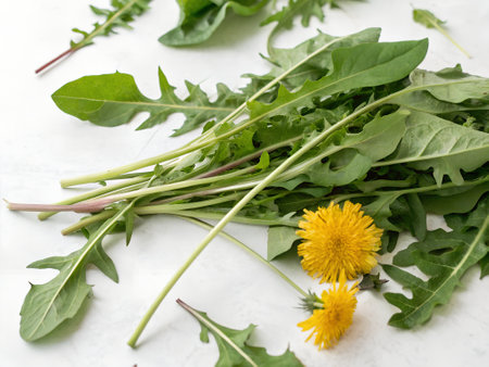 Fresh dandelion leaves and yellow dandelion flower on white backgroundの写真素材