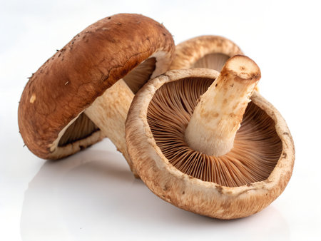 Shiitake mushrooms on a white background, close-upの写真素材