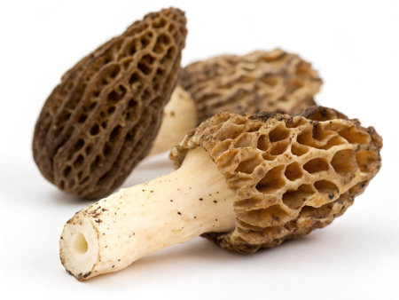 Morel mushrooms on a white background. Shallow depth of field.の写真素材