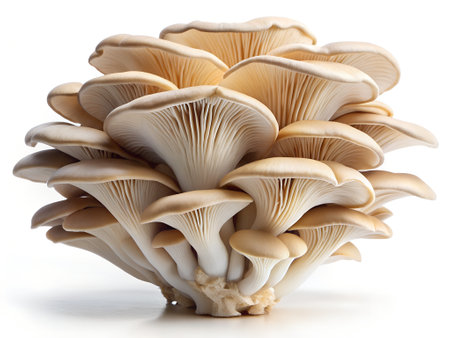 Oyster mushrooms on white background.の写真素材