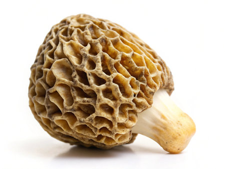 Morel mushroom on a white background. macro. close-upの写真素材