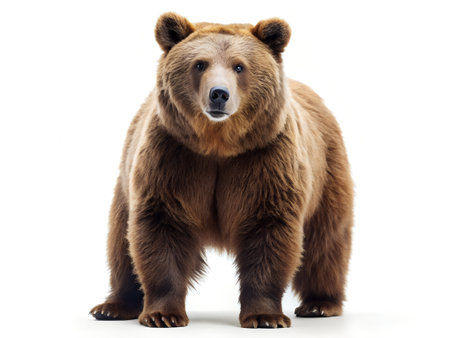 Brown bear on a white background. Isolated image of a bear.の写真素材