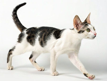 Studio photography of an American shorthair cat on colored backgrounds in studio