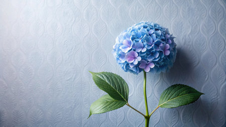 Blue hydrangea flower on a blue background with copy space
