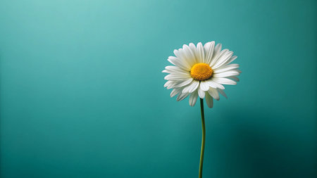 White daisy flower on a green background. Place for text.の写真素材