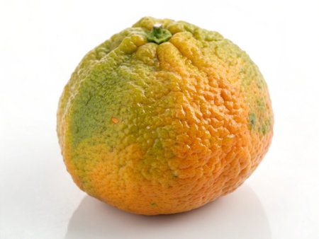 Rotten tangerine on a white background, close-upの写真素材