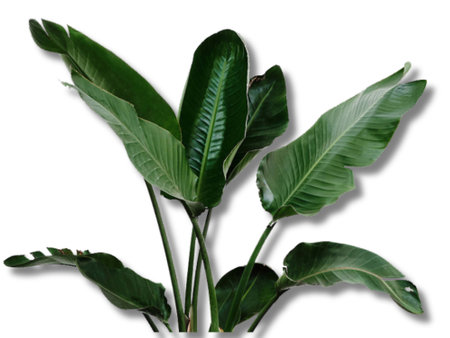 Foliage of a banana plant isolated on a white background.