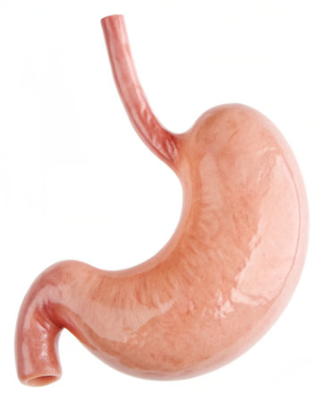 Human stomach isolated on a white background. 3d render illustration.の写真素材